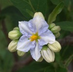 Solanum bonariense 2021.JPG