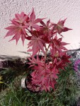 IMG_20210616_101937.jpg
