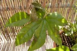 ARALIA feuille malade.jpg