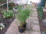 IMG_0787 (Small).JPG