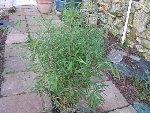 IMG_0784 (Small).JPG