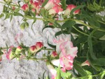 IMG_3899.jpg
