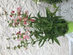 PENSTEMON.jpg