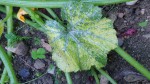 Photo feuille jaune courgette
