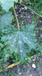 Photo feuille blanche courgette