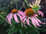 Echinacea_18-06-21_1 (1).jpg