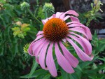 Echinacea_18-06-21_1 (3).jpg