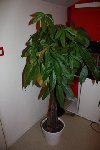 IMG_0975.JPG