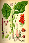 illustration_Arum_maculatum0.jpg