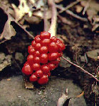 Arisaema triphyllum - fruit.JPG