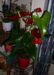 Anthurium 2019 3.jpg