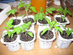 semis_tomates4.jpg