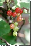 ribes_groseiller_ribes_groseiller_rouge_2257.jpg