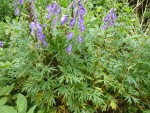 Fleurs bleues pature.jpg
