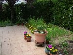 Mon potager.JPG