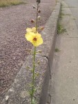IMG_20210626_105319.jpg