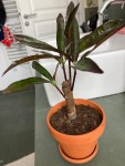 Plante.jpg