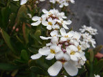 fleurs.jpg