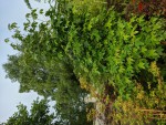 Liquidambar styraciflua