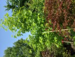 Liquidambar styraciflua 'Worplesdon'