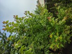 Acer freemanii 'Autumn Blaze' ou 'Jeffersred'