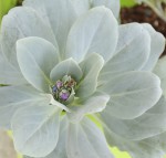 Mertensia maritima.JPG