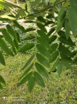 feuilles.jpg