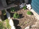 Plantes aromatiques.