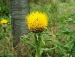 IMG_20210706_FleurJaune.jpg
