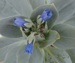 3 fleurs Mertensia.JPG