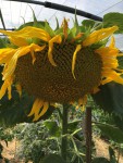 IMG_0510.JPG