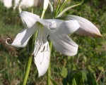 Crinum.JPG