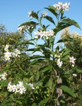 Solanum de Buenos Aires.JPG