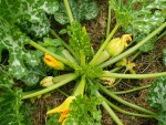 IMG_20210706_Courgettes.jpg