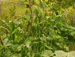 IMG_20210706_Milpa.jpg