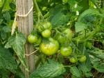 IMG_20210706_Tomates.jpg