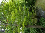 Acer shira 'aureum'