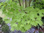 Acer shira 'aureum'