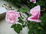 rose 1.JPG