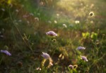 Knautia arvensis.JPG