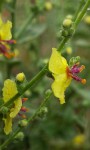 Verbascum Blattaria, Mollene blataire 2.JPG