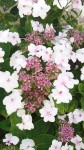 hortensia.jpg