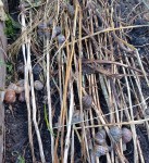 IMG_20210710-escargots.jpg