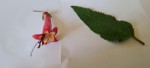 fleur.jpg