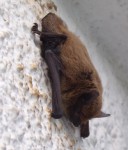 Pipistrelle.JPG