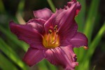DSC04341.jpg