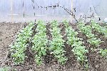 _JMR0980 pommes de terre.JPG