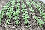 _JMR0984 pommes de terre.JPG
