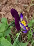 IMG_20210725_191238.jpg