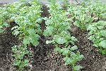 GWEL29 0993 pommes de terre.JPG